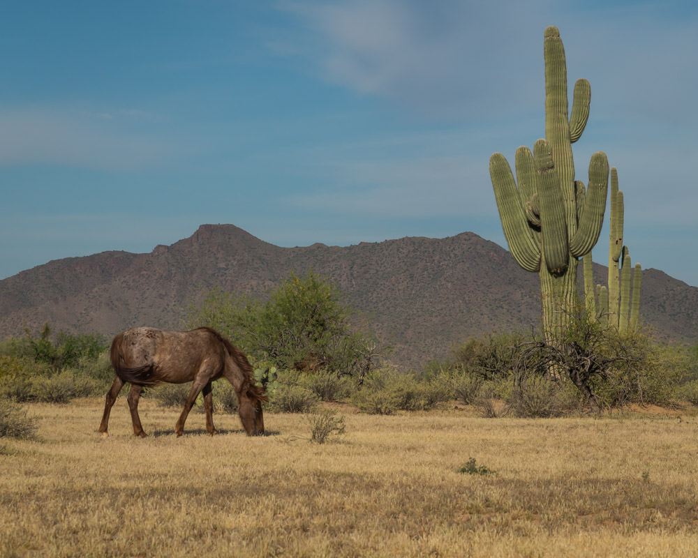 horse grazing by suguaro