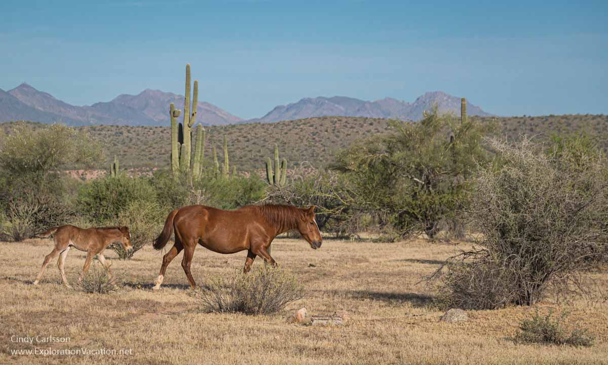 photo of a wild mare and foal in the desert with mountains in the background © Cindy Carlsson at ExplorationVacation.net