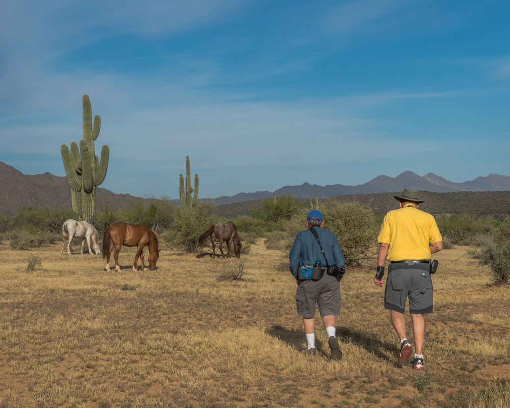 people watching horses