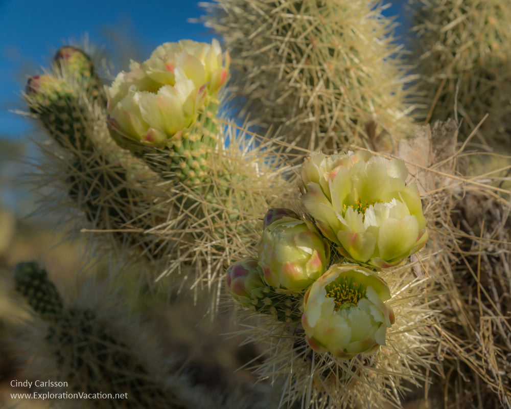 Teddy bear cholla blossoms in Arizona - ExplorationVacation.net