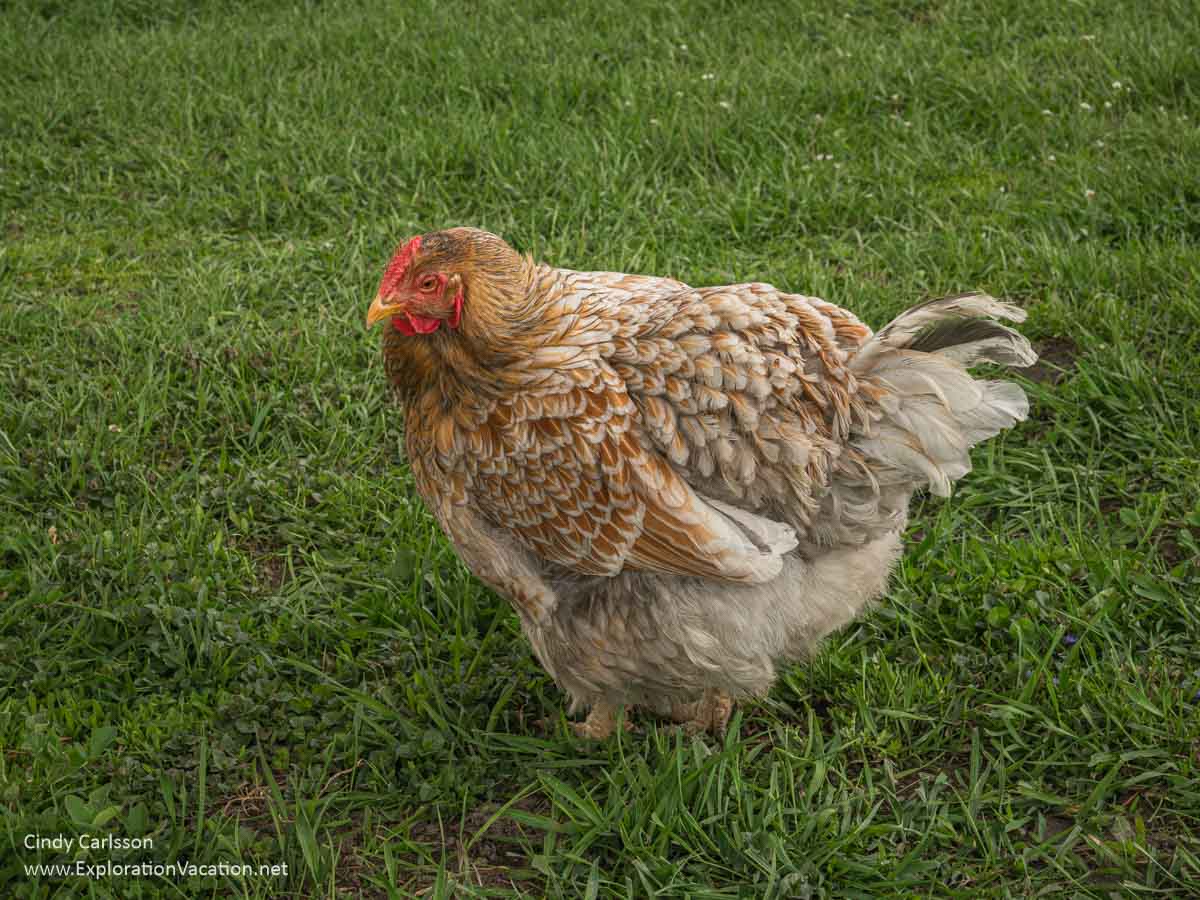 A heritage chicken at Ani Kasten and Connee Mayeron&rsquo;s studio in 2024.