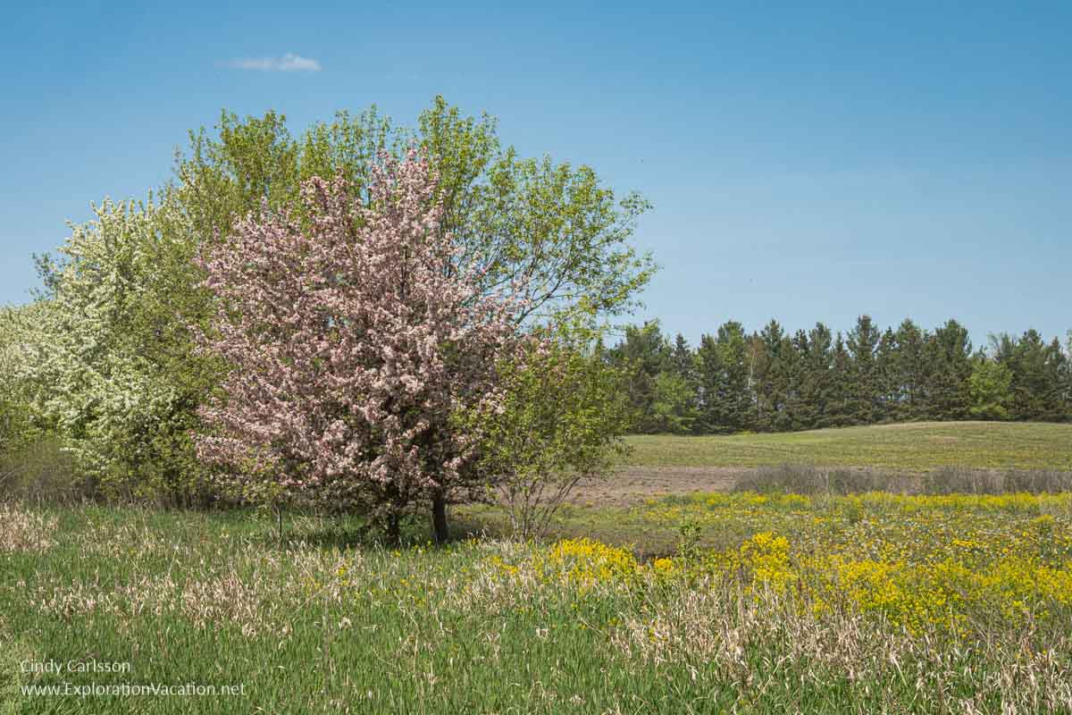 Fruit trees blooming along an grassy meadow.