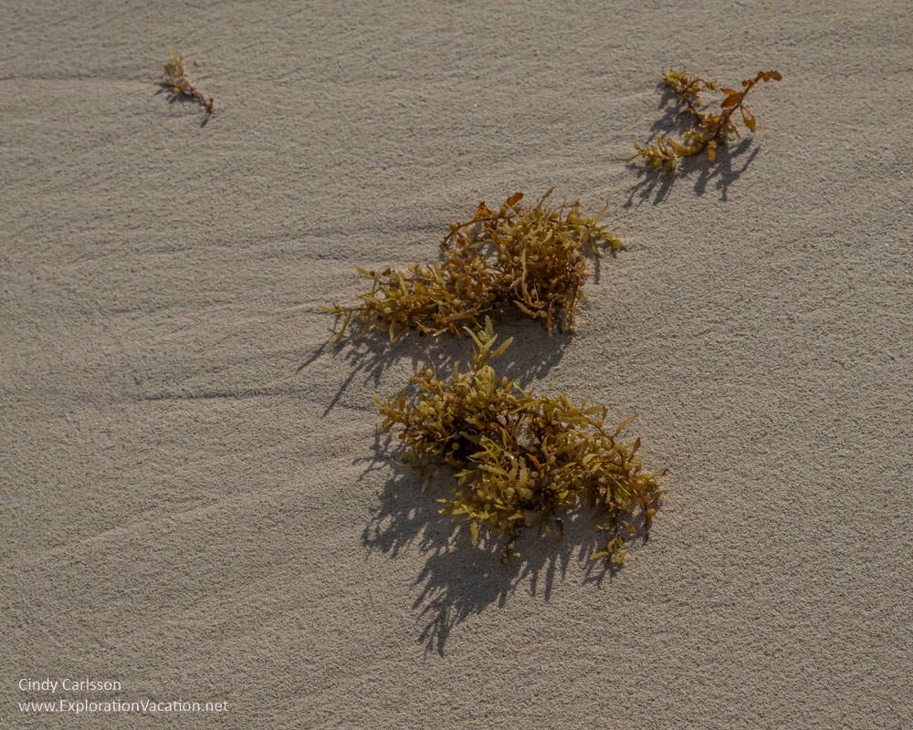 sea weed Playa Limpia Tulum Mexico - ExplorationVacation.net