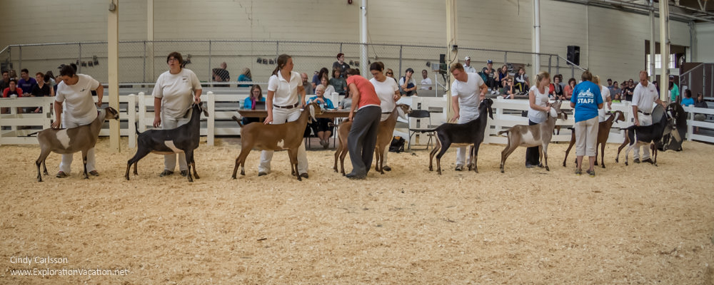 dairy goat competition at the Minnesota State Fair - www.ExplorationVacation.net