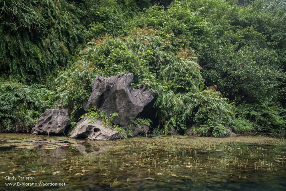 photo of rocks and jungle vegetation in Trang An Vietnam - ExplorationVacation.net