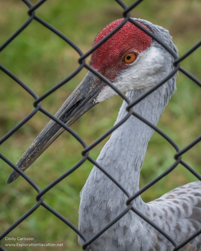 International Crane Foundation sandhill crane - www.ExplorationVacation.net 