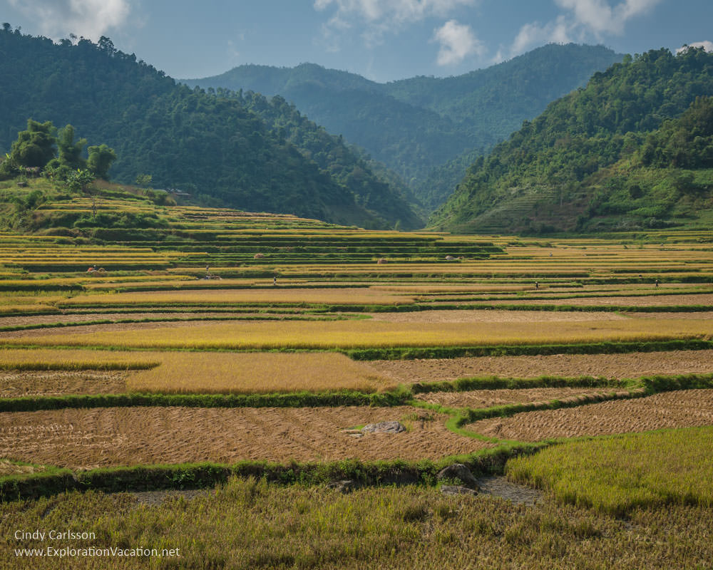 rice fields Northern Vietnam - ExplorationVacation