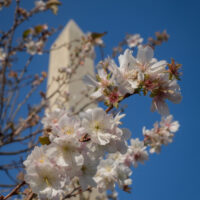 Cherry blossoms at the Washington Monument in Washington DC - ExplorationVacation.net