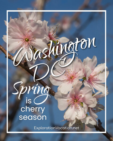link to post on Washington DC's cherry blossoms with cherry trees and Washington Monument © Cindy Carlsson at ExplorationVacation.net