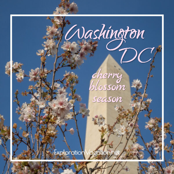 link to post on Washington DC's cherry blossoms © ExplorationVacation.net
