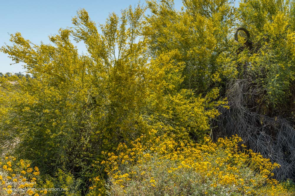 palo verde tree in bloom Arizona - www.ExplorationVacation.net