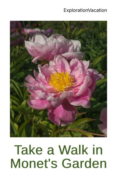 Peony flowers with text "Take a walk in Monet's Garden - ExplorationVacation"