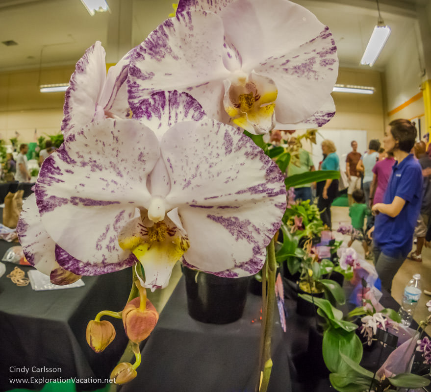 Minnesota state fair favorites - orchids - www.ExplorationVacationnet