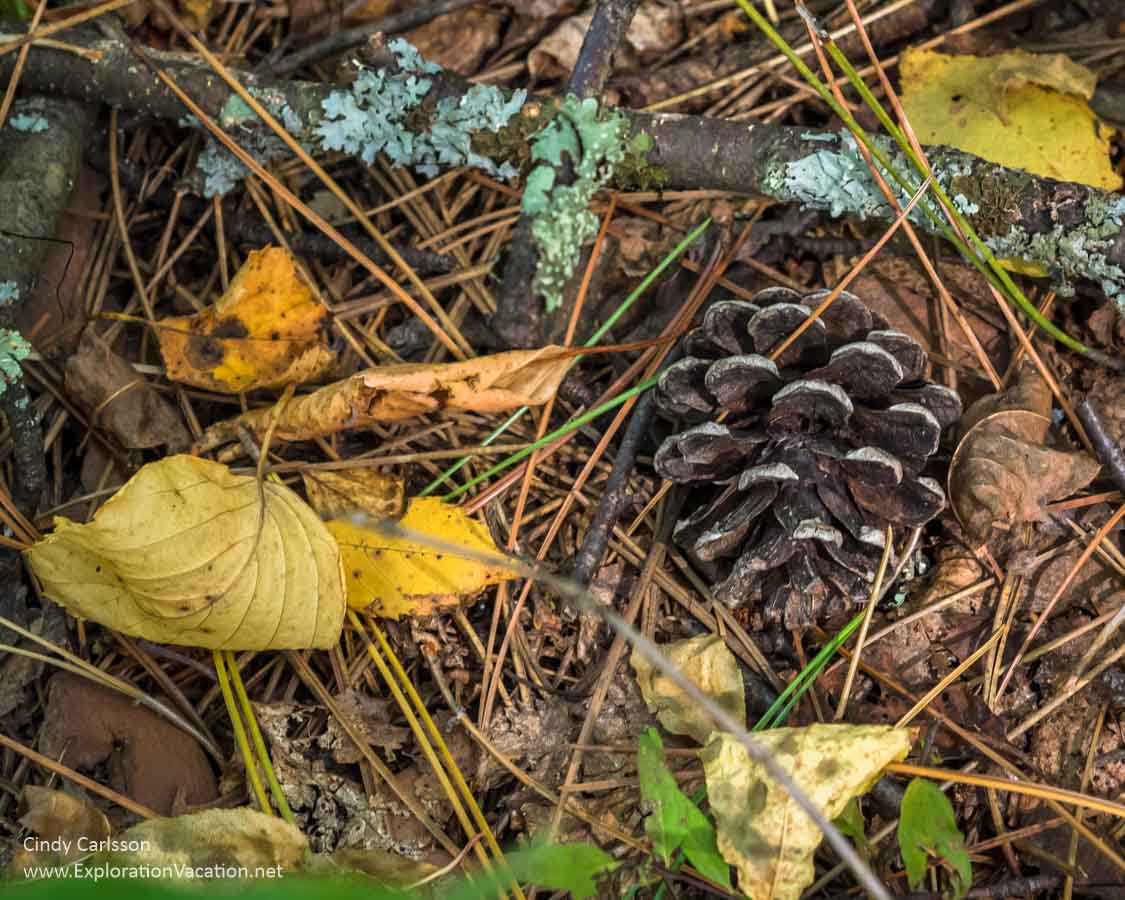 pine cone Scenic State Park in northern Minnesota - www.ExplorationVacation.net