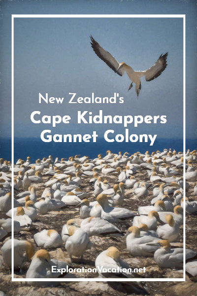 Gannet colony with text "Cape Kidnappers New Zealand Gannet Beach Tractor Tour"