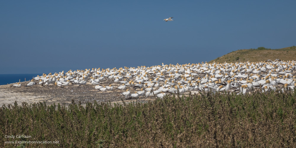 Australasian gannets Cape Kidnappers Hawkes Bay New Zealand - www.explorationvacation.net
