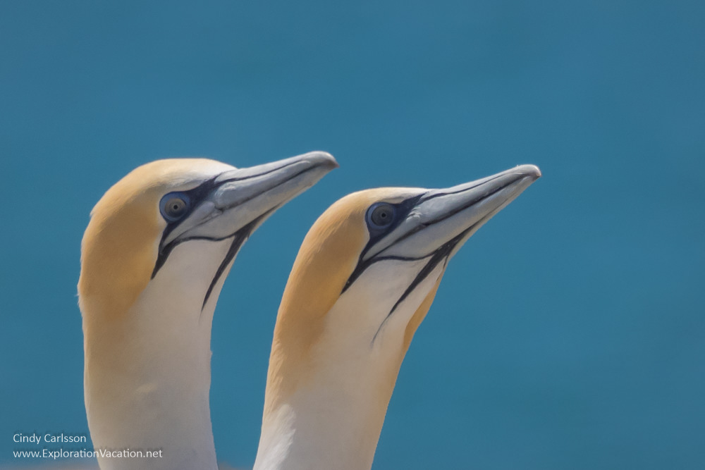 Australasian gannets Cape Kidnappers New Zealand - www.explorationvacation.net