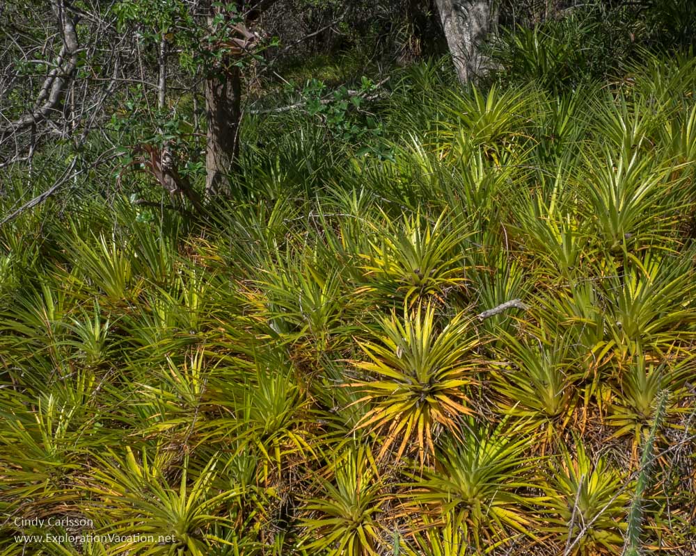 bromeliads in Christoffel National Park Curacao - ExplorationVacation.net