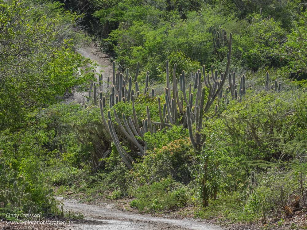 Mountain Route in Christoffel National Park Curacao - ExplorationVacation.net
