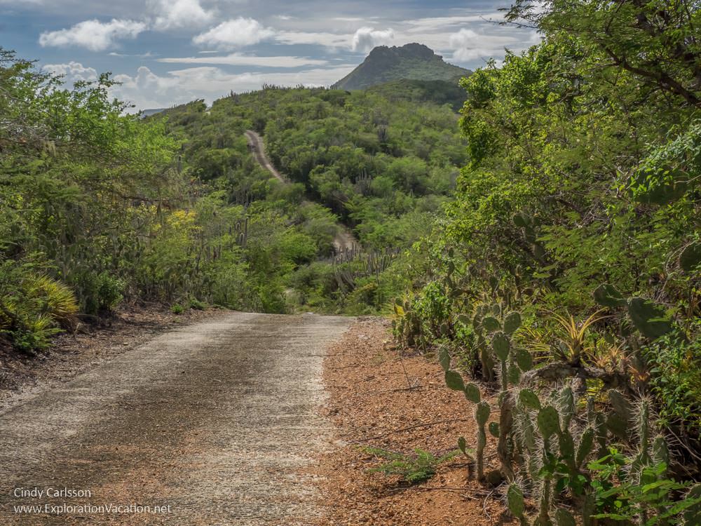 Christoffeberg towers over the Mountain Route in Christoffel National Park Curacao - ExplorationVacation.net