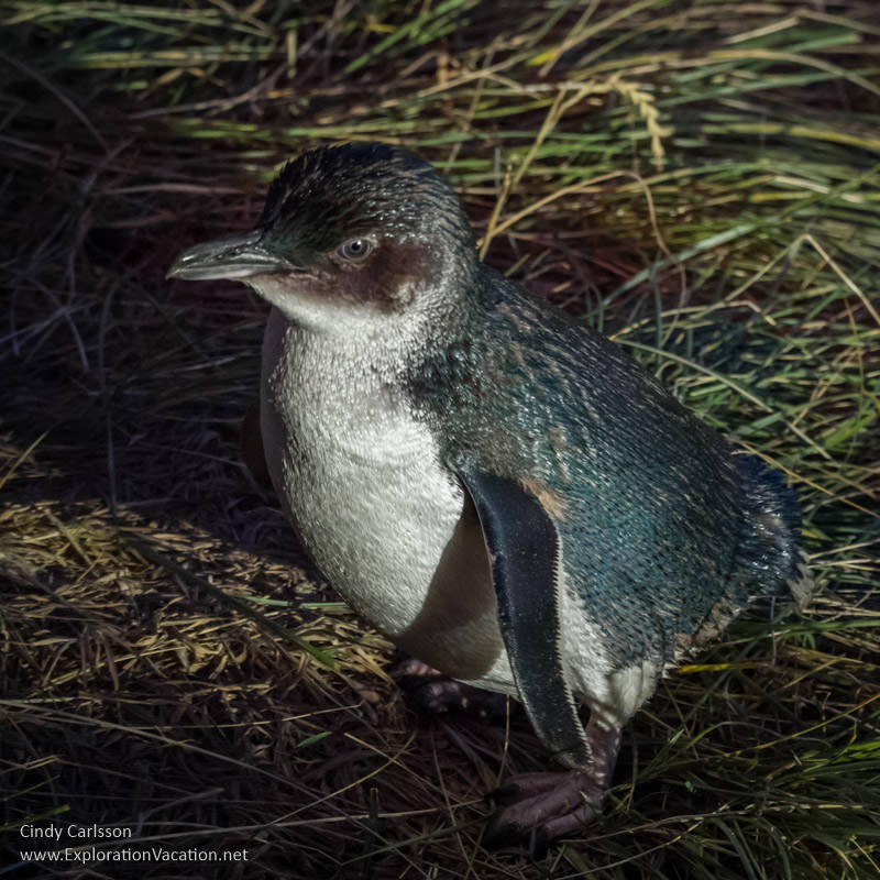 Little Blue Penguin heading back to its nest on New Zealand's Otago Peninsula - ExplorationVacation.net