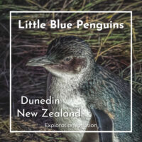 penguin with text "Little Blue Penguins Dunedin, New Zealand