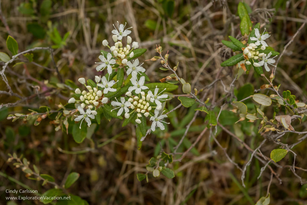 Labrador tea in bloom in Minnesota's Big Bog State Recreation Area - ExplorationVacation.net