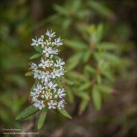 Labrador tea in bloom in Minnesota's Big Bog State Recreation Area - ExplorationVacation.net