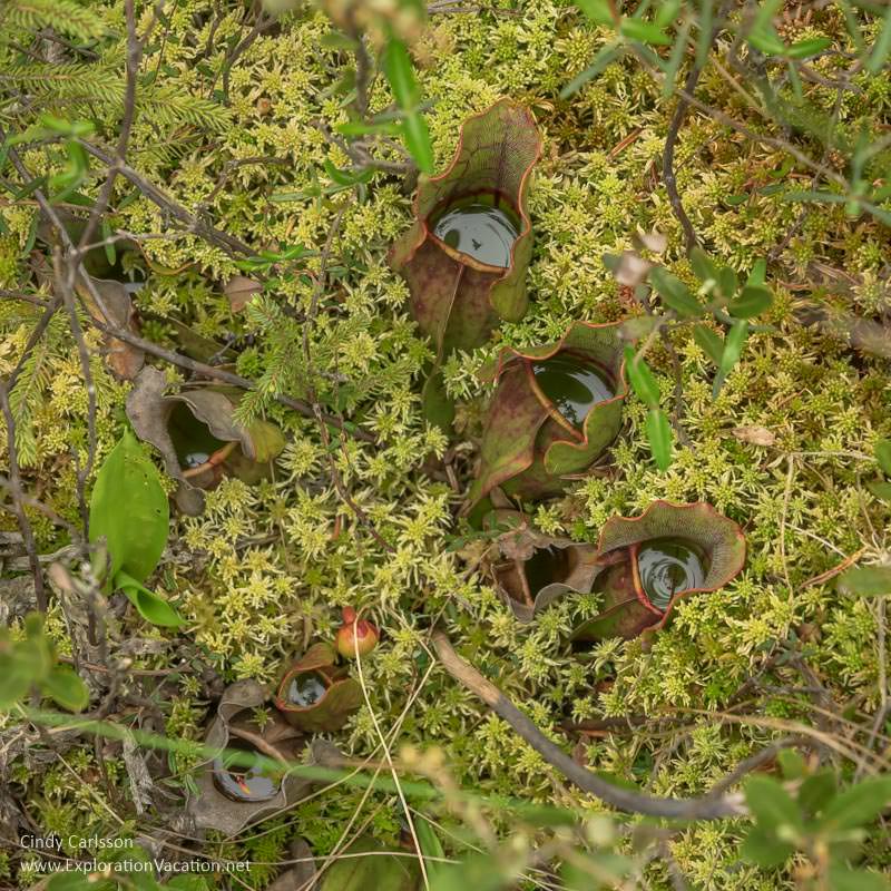 Carnivorous purple pitcher plants in Minnesota's Big Bog - ExplorationVacation.net