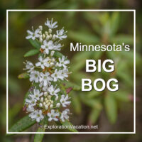 link to posts on Minnesota's Big Bog Scientific and Natural Area