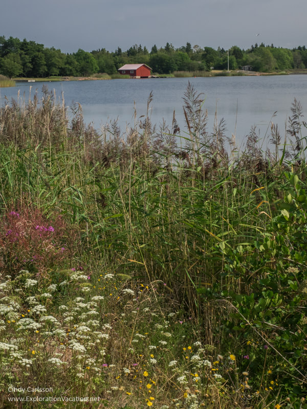 Wildflowers along the shore