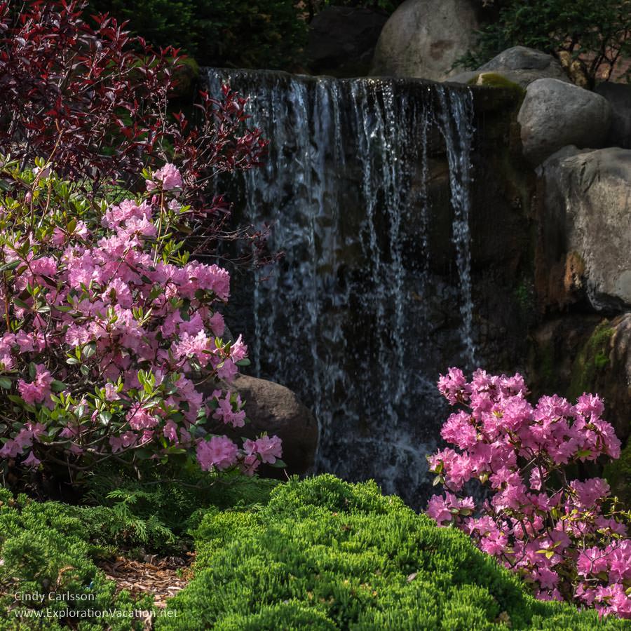 waterfall with pink azaleas