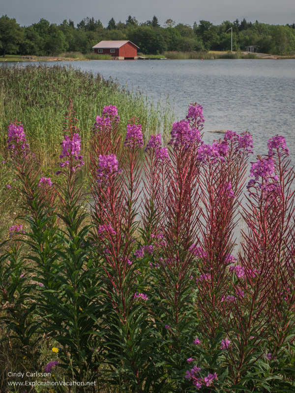 Aland Island flowers