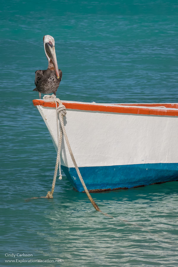 Pelican sitting on a fishing boat 