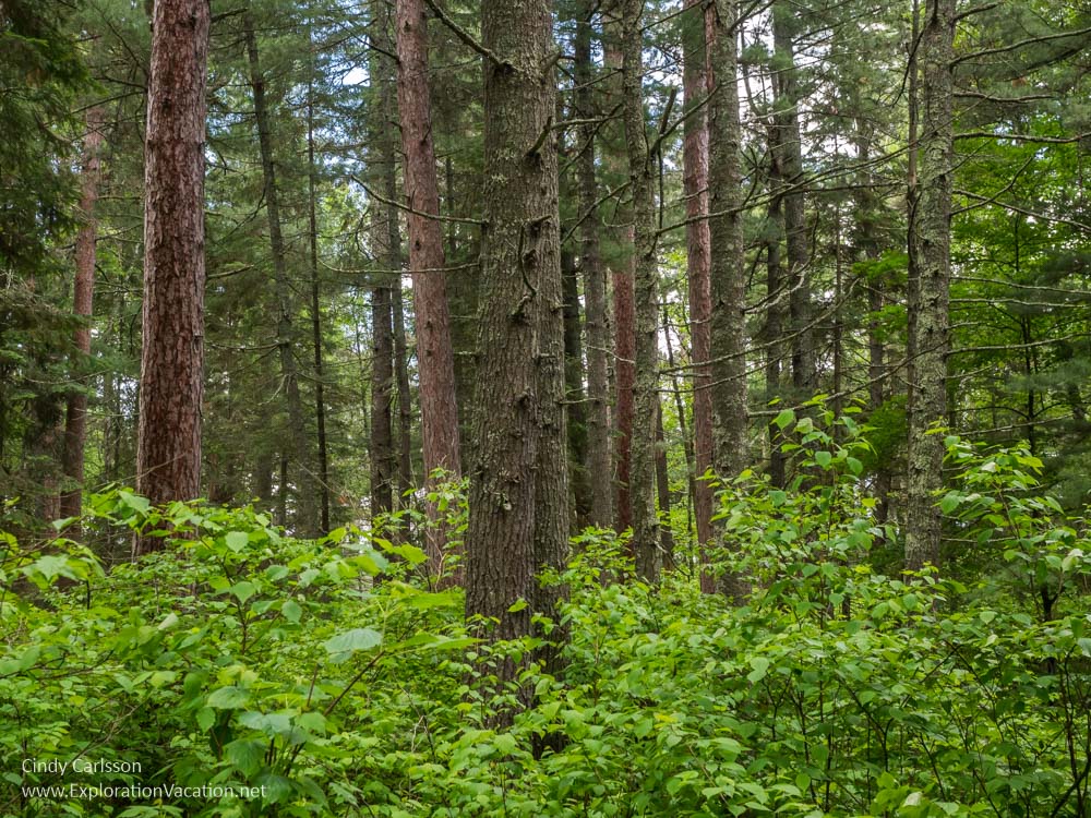 The Pines That Got Away: Minnesota’s Lost Forty - Exploration Vacation