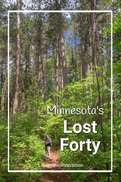 pine forest with text "Minnesota's Lost Forty"