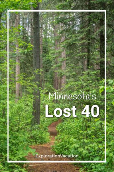 pine forest with text "Minnesota's Lost 40"