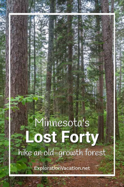 pine forest with text "Explore Minnesota's Lost Forty hike an old-growth forest"