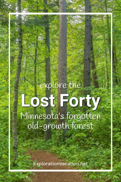 ore the Lost Forty Minnesota's forgotten old-growth forest"