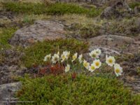 white daisies in a rocky meadow