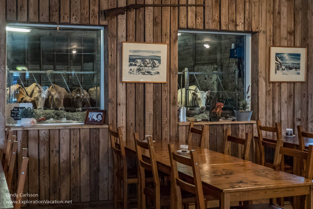 dining room with windows where cows can be seen in the milking parlor