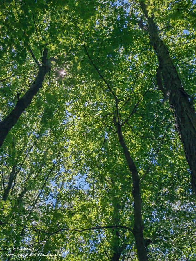 photo of leafy green tree tops and sky at Great River Bluffs State Park in southeastern Minnesota © Cindy Carlsson at ExplorationVacation.net