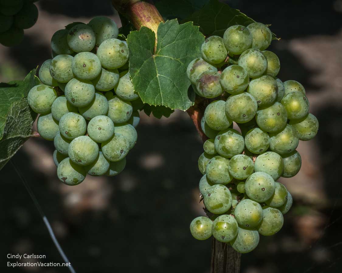 green wine grapes hanging in the vineyard