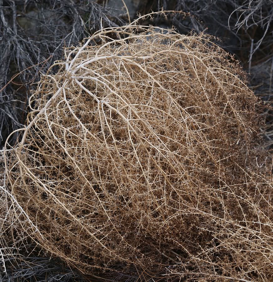 dry tumbleweed