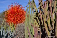large red/orange glass sculpture with cacti