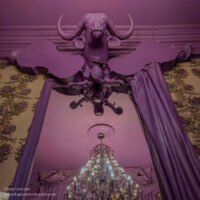 purple walls, water buffalo head, and violins around a mirror reflecting a light