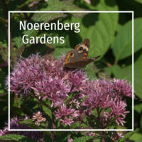 milkweed with butterfly and text "Noerenberg Gardens"
