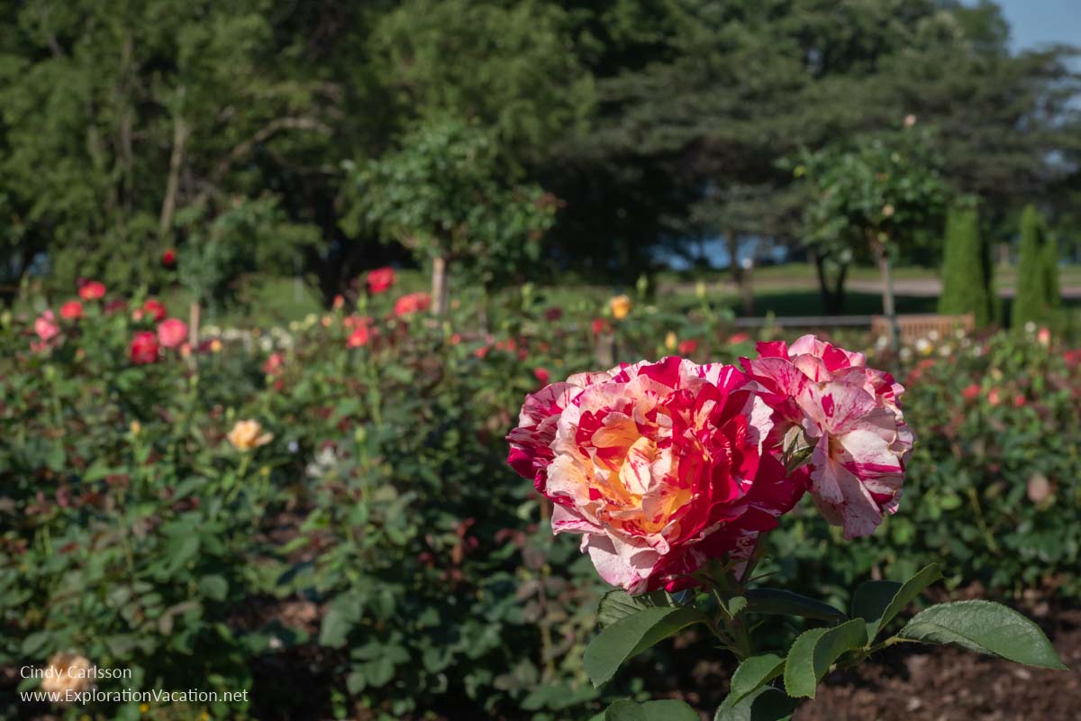 red and white rose in foreground with garden and lake in background