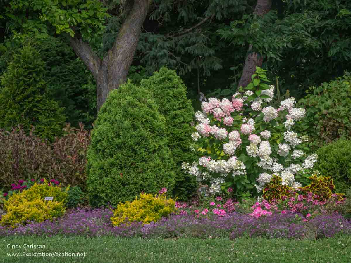 border garden with shrubs, hydrangea, and other flowers 