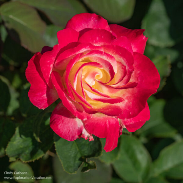 The best gardens in Minneapolis are in Lyndale Park at Lake Harriet ...